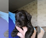 Small Photo #2 Labradoodle Puppy For Sale in MIFFLINBURG, PA, USA
