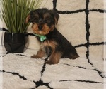 Small #1 Yorkshire Terrier