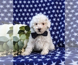 Poodle (Toy) Puppy for sale in OXFORD, PA, USA