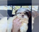 Small #10 Shih Tzu