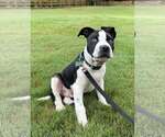 Small #1 Mutt