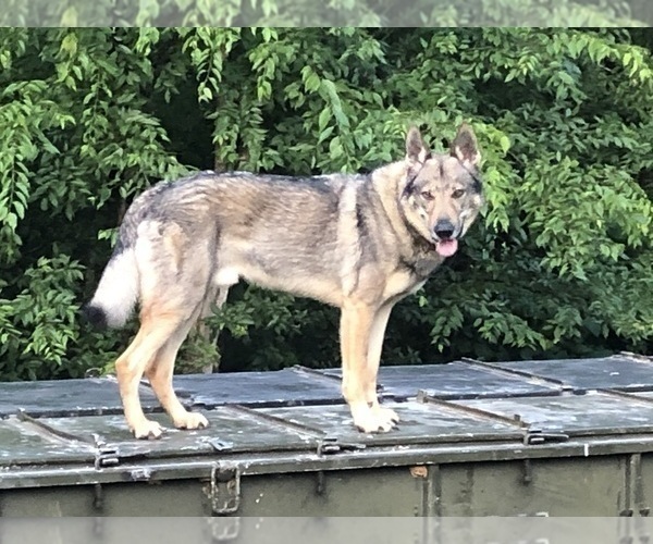 Medium Photo #7 German Shepherd Dog-Timber Wolf Mix Puppy For Sale in MIDDLETON, TN, USA