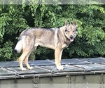 Small #6 German Shepherd Dog-Timber Wolf Mix