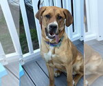 Small #22 Coonhound-Labrador Retriever Mix