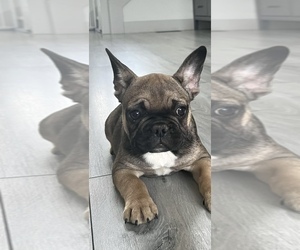 French Bulldog Puppy for sale in PORTLAND, OR, USA