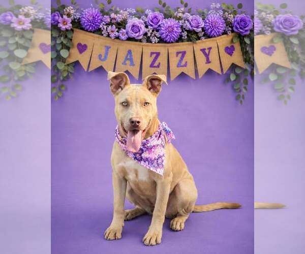Medium Photo #2 American Pit Bull Terrier-Unknown Mix Puppy For Sale in Shillington, PA, USA