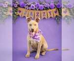 Small #1 American Pit Bull Terrier Mix