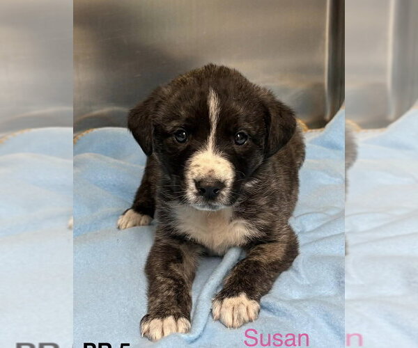 Medium Photo #1 Gollie Puppy For Sale in Brewster, NY, USA