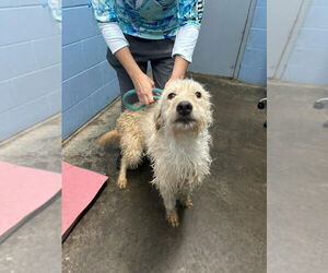 Golden Retriever Dogs for adoption in Evansville, IN, USA