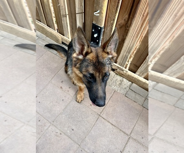 Medium Photo #14 German Shepherd Dog Puppy For Sale in HESPERIA, CA, USA