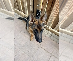 Medium German Shepherd Dog