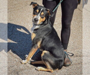Rocky - Male American Staffordshire Terrier-Rottweiler Mix Dog for Adoption - Photo #3