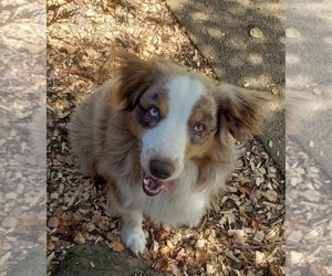 Australian Shepherd Puppy for sale in DOWELLTOWN, TN, USA
