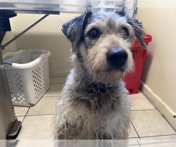 Medium Photo #1 Mutt Puppy For Sale in Pasadena, CA, USA