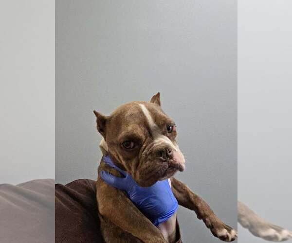 Medium Photo #1 French Bulldog-Unknown Mix Puppy For Sale in New York, NY, USA