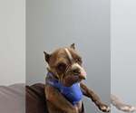 Small French Bulldog Mix
