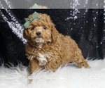 Small #4 Poodle (Toy)