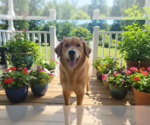 Small #2 Golden Retriever