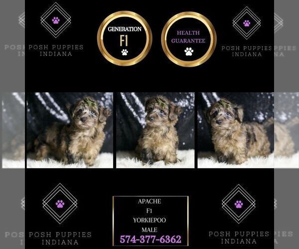 Medium Photo #8 YorkiePoo Puppy For Sale in WARSAW, IN, USA