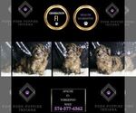 Small #7 YorkiePoo