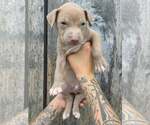 Small American Pit Bull Terrier-American Staffordshire Terrier Mix