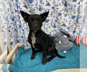 Texas Heeler Dogs for adoption in Modesto, CA, USA