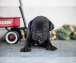 Puppy Silas Cane Corso