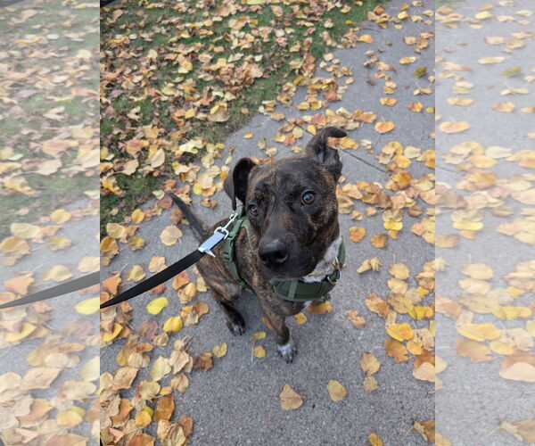 Medium Photo #3 Labrador Retriever-Plott Hound Mix Puppy For Sale in Minneapolis, MN, USA