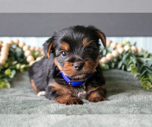 Yorkshire Terrier Litter for sale in NAPPANEE, IN, USA
