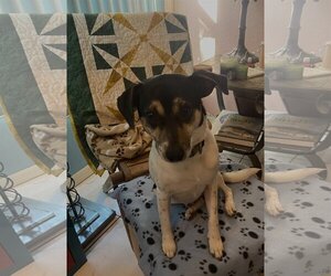 Rat Terrier-Unknown Mix Dogs for adoption in Tampa, FL, USA