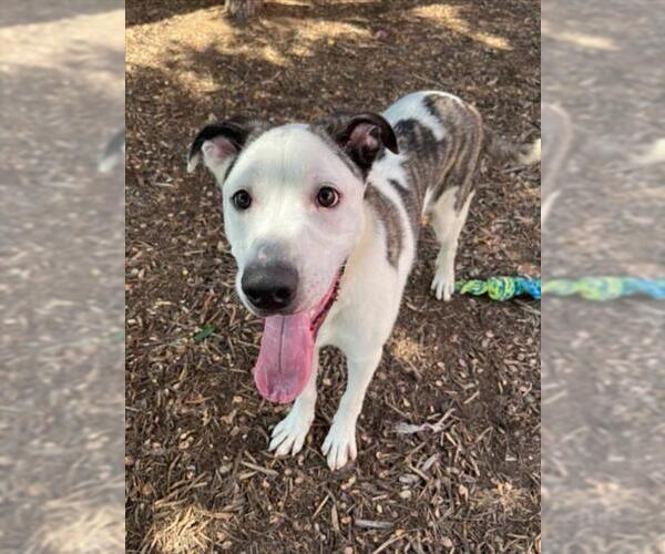 Medium Photo #5 Catahoula Leopard Dog-Unknown Mix Puppy For Sale in Plano, TX, USA