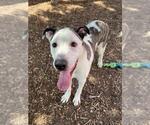 Small #4 Catahoula Leopard Dog Mix