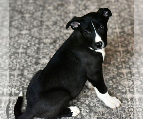 Medium Photo #2 American Bulldog-Labrador Retriever Mix Puppy For Sale in Mechanicsburg, PA, USA