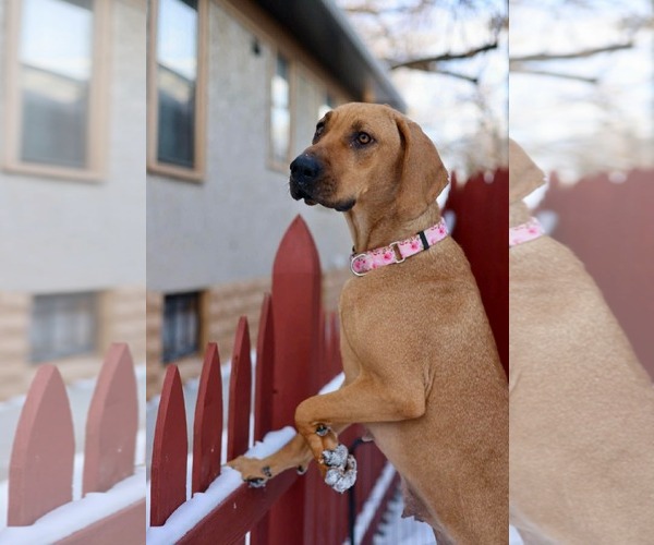 Medium Photo #3 Treeing Walker Coonhound-Unknown Mix Puppy For Sale in Duluth, MN, USA