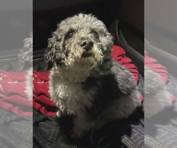Medium Photo #7 Poodle (Miniature) Puppy For Sale in Lebanon, PA, USA
