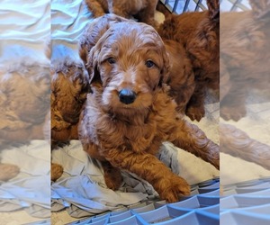 Goldendoodle Puppy for sale in CANTRIL, IA, USA