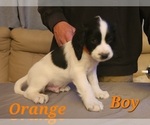 Small Photo #11 English Springer Spaniel Puppy For Sale in LINCOLN, NE, USA