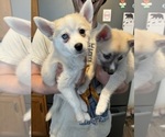 Small Photo #80 Pomsky Puppy For Sale in LOVELAND, CO, USA