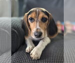 Small #1 Beagle