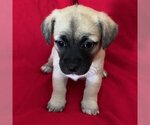 Small Photo #2 Pug-Unknown Mix Puppy For Sale in San Diego, CA, USA