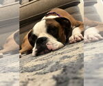 Small #3 Boxer