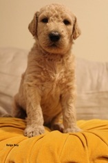Labradoodle Puppy for sale in HOUSTON, TX, USA