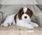 Puppy Tink Bernedoodle