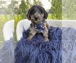 Puppy Thyme Goldendoodle