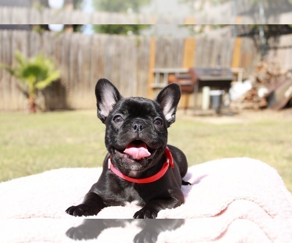 Medium Photo #1 French Bulldog Puppy For Sale in ARLINGTON, TX, USA