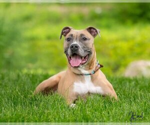 American Pit Bull Terrier-Unknown Mix Dogs for adoption in Farmington, MN, USA