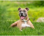 Small American Pit Bull Terrier Mix