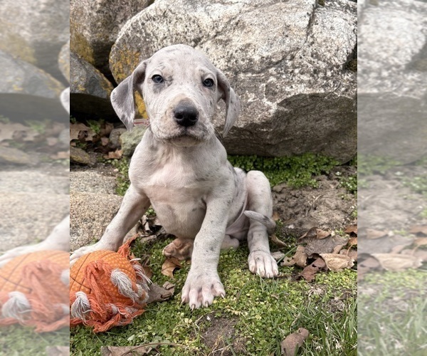 Medium Photo #2 Great Dane Puppy For Sale in MIDDLEBURY, IN, USA