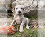 Small #1 Great Dane
