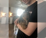 Small #2 Dachshund